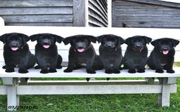 Norwegian Elkhound dogs for sale: Simon - Image 1