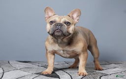 French Bulldog dogs for sale: Peyton - Image 14