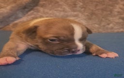 American Bully dogs for sale: National Champion Jack - Image 3