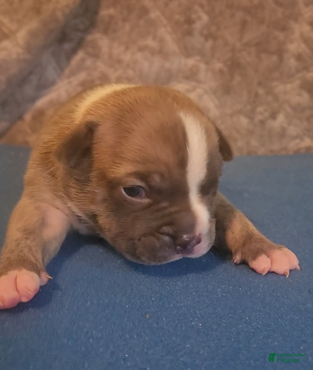 American Bully dogs for sale: National Champion Jack - Image 3
