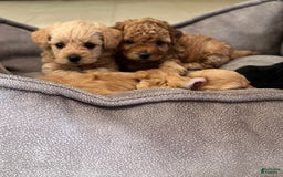 Yorkiepoo dogs for sale: Sundae - Image 5