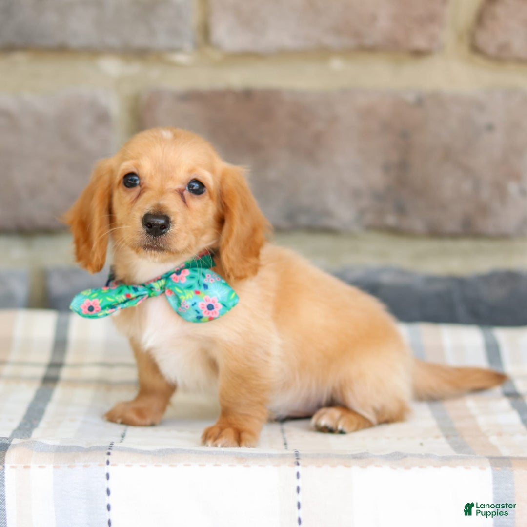 Miniature Dachshund dogs for sale: Vicky - Image 1