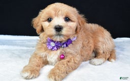 Maltipoo dogs for sale: Beth - Image 3