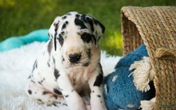 Great Dane dogs for sale: Legend - Image 1