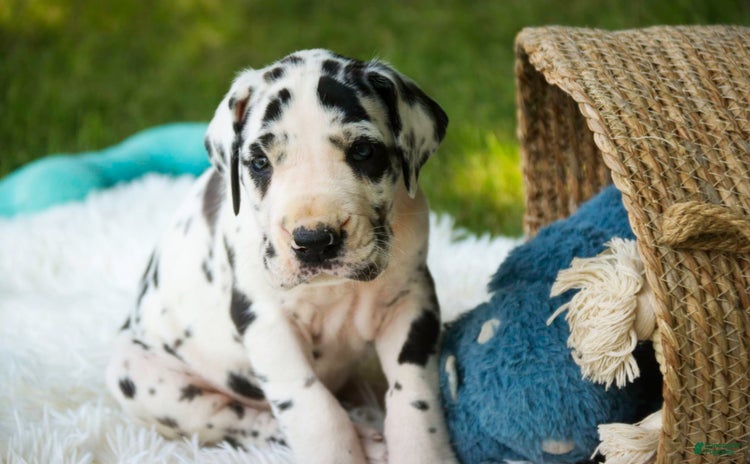 Great Dane dogs for sale - Ad 5