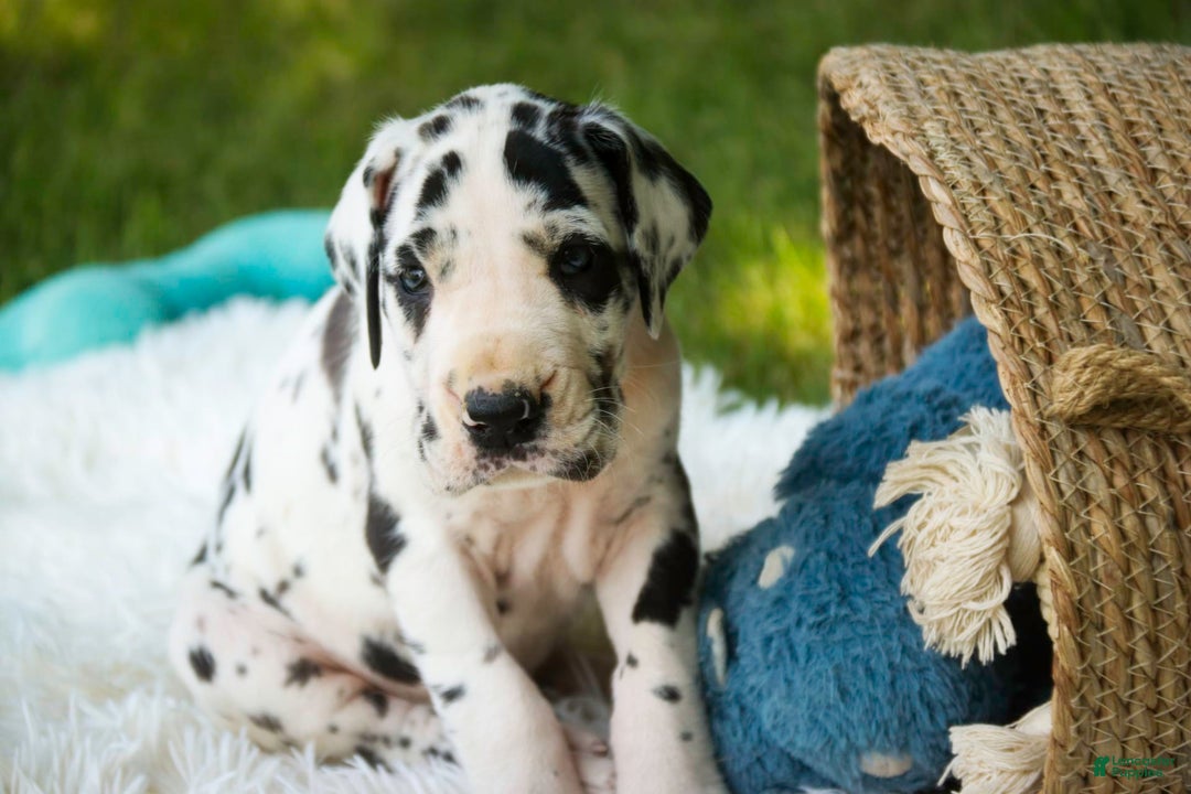 Great Dane dogs for sale: Legend - Image 1