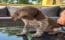 German Shorthaired Pointer dogs for sale: Dixie - Image 4