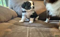 Miniature Australian Shepherd dogs for sale: Black Tri Small Female - Image 1