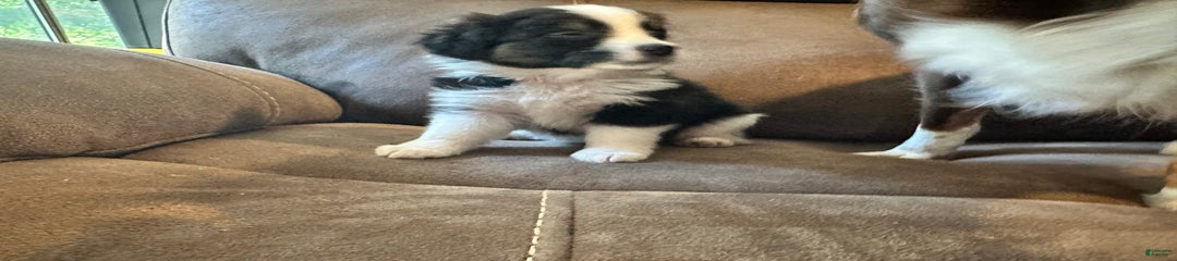 Black Tri Small Female