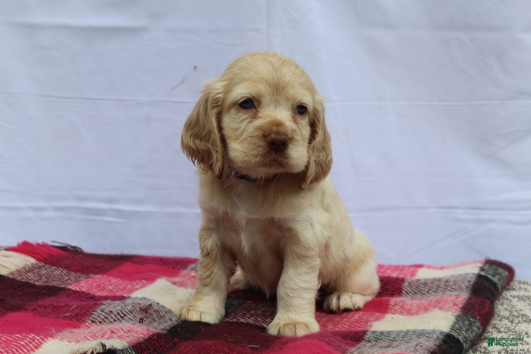 Cocker Spaniel dogs for sale: Riley - Image 6