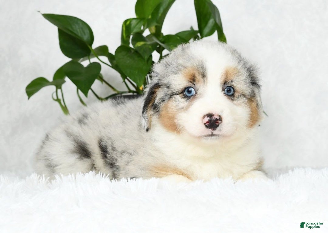Australian Shepherd dogs for sale: Buddy - Image 7