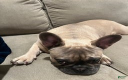French Bulldog dogs for sale: Grey Grey - Image 2