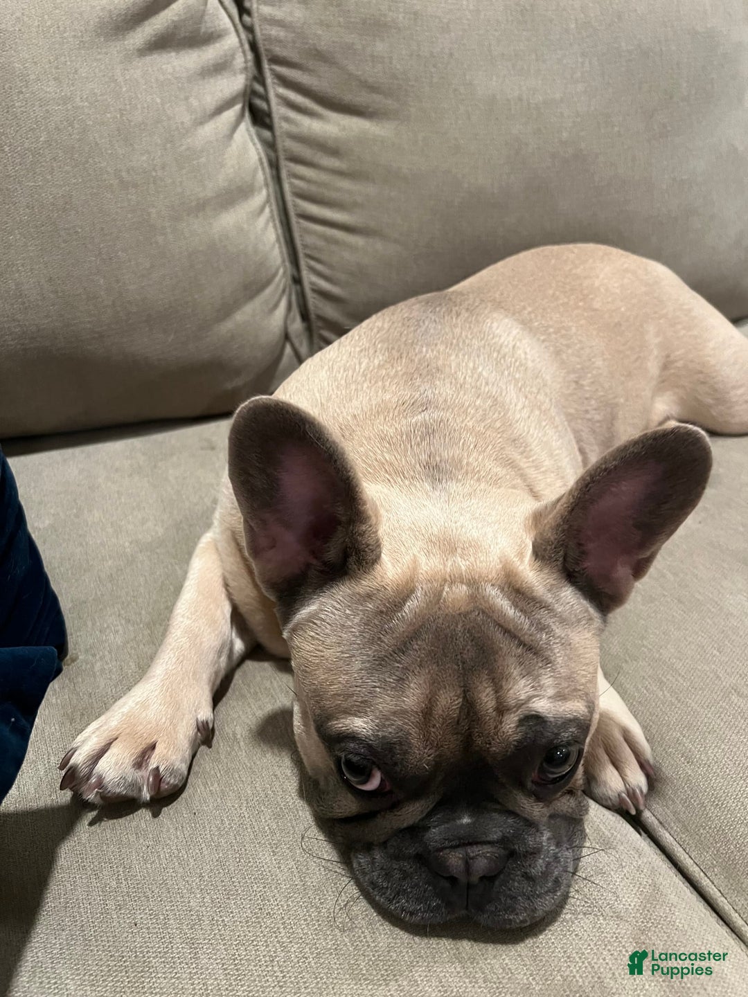 French Bulldog dogs for sale: Grey Grey - Image 2