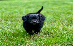 Mini Bernedoodle dogs for sale: Paulie - Image 2