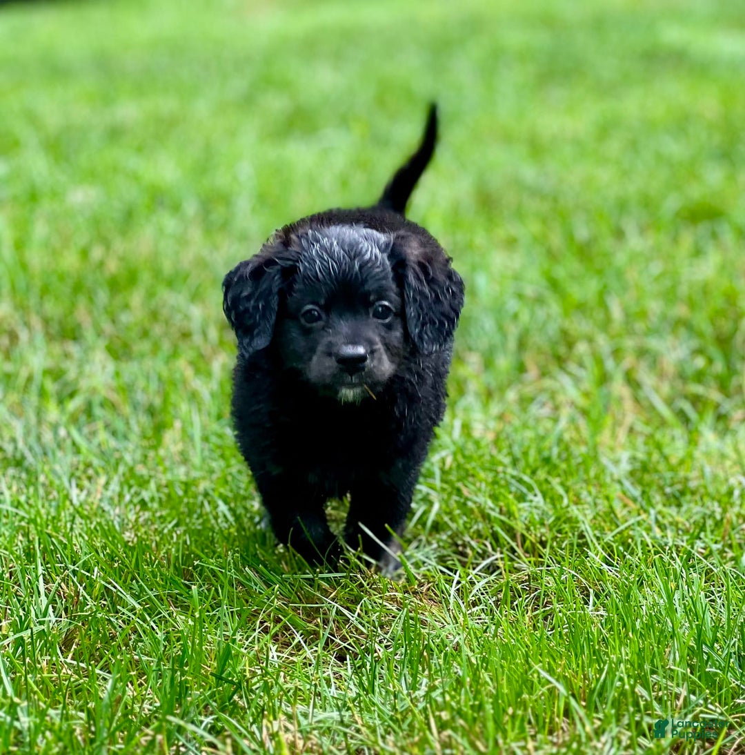 Mini Bernedoodle dogs for sale: Paulie - Image 2