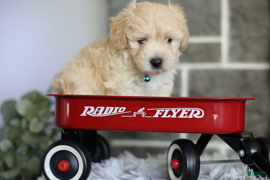 Maltipoo dogs for sale: Yogi - Image 9