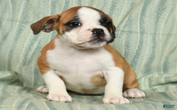 Beabull dogs for sale: Kit Kat - Image 4