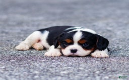 Cavalier King Charles Spaniel dogs for sale: Cavalier King Charles Spaniel 2 puppies - Image 1