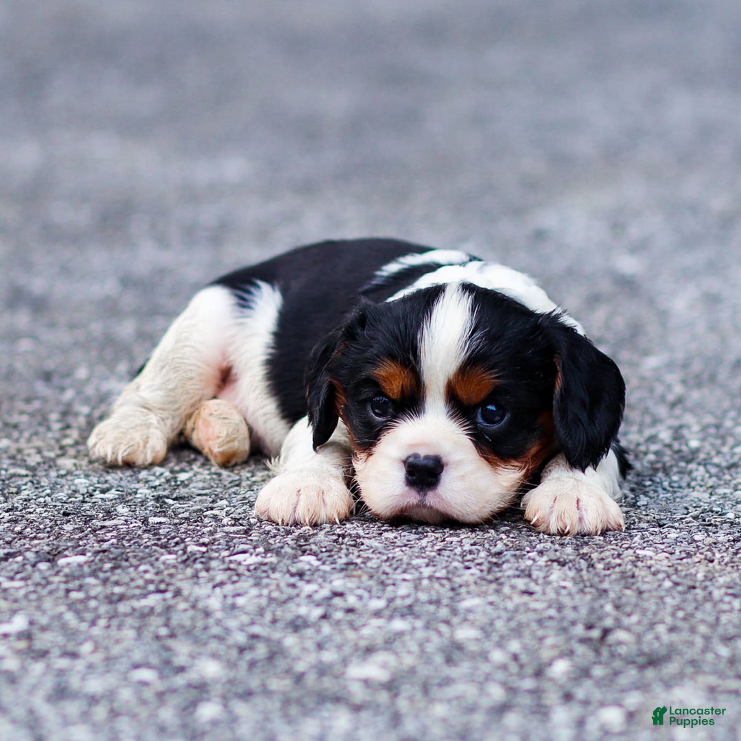 Cavalier King Charles Spaniel dogs for sale: Cavalier King Charles Spaniel 2 puppies - Image 1