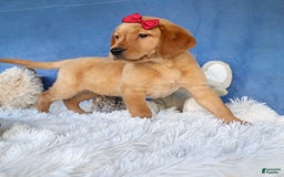 Labrador Retriever dogs for sale: Gus - Image 13