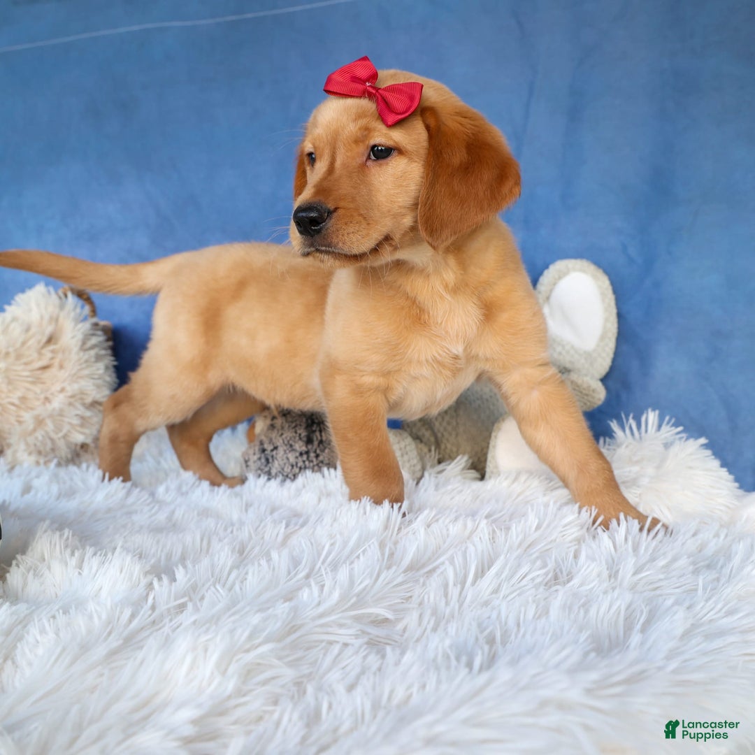 Labrador Retriever dogs for sale: Gus - Image 13