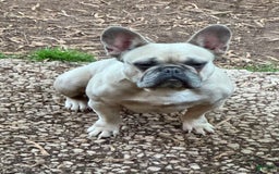 French Bulldog dogs for sale: Zara - Image 3