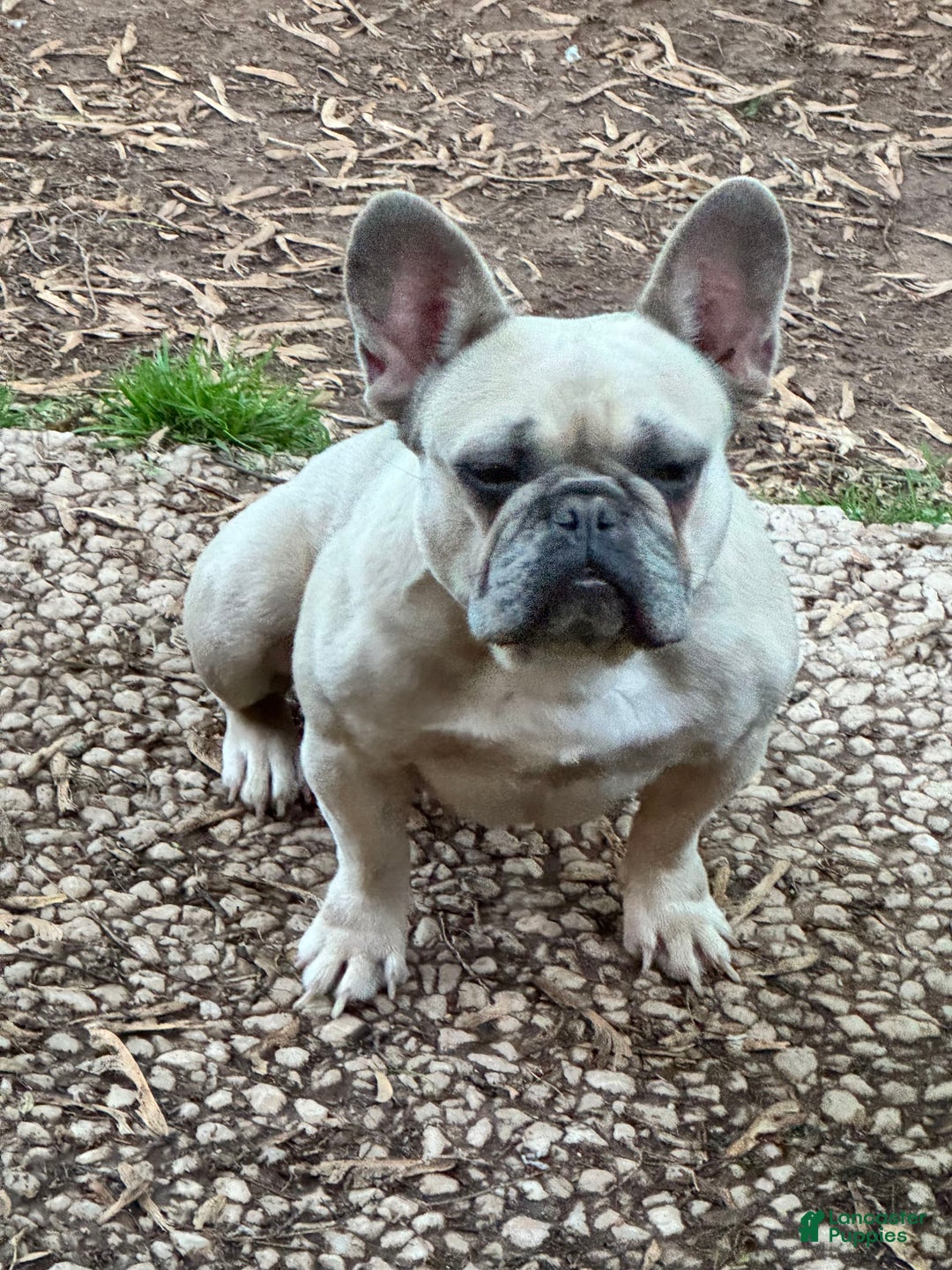 French Bulldog dogs for sale: Zara - Image 3