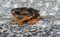 Morkie dogs for sale: Ranger - Image 2