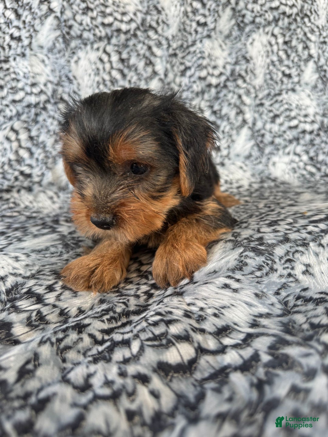 Morkie dogs for sale: Ranger - Image 2