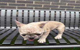 French Bulldog dogs for sale: Dior - Image 3