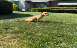 American Staffordshire Terrier dogs for sale: Galinda - Image 5
