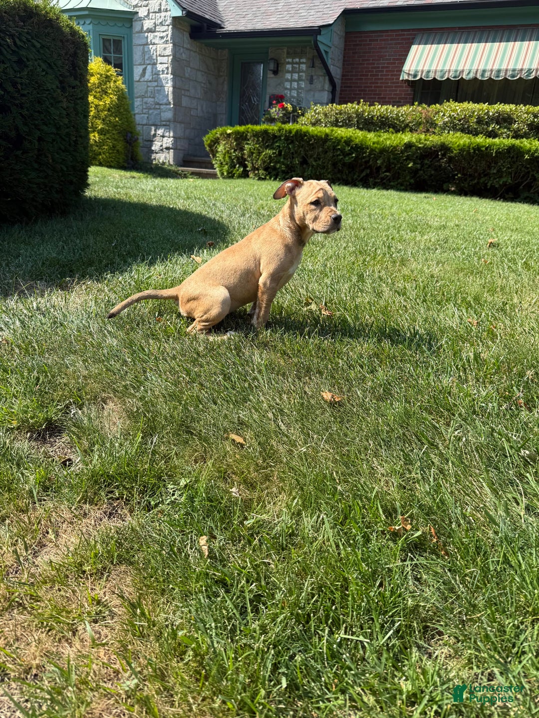 American Staffordshire Terrier dogs for sale: Galinda - Image 5