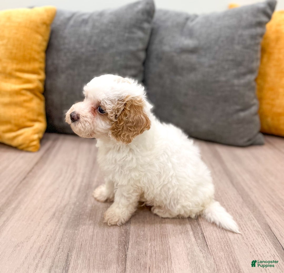 Bichpoo dogs for sale: Spot - Image 2