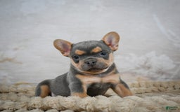 French Bulldog dogs for sale: Romeo - Image 5