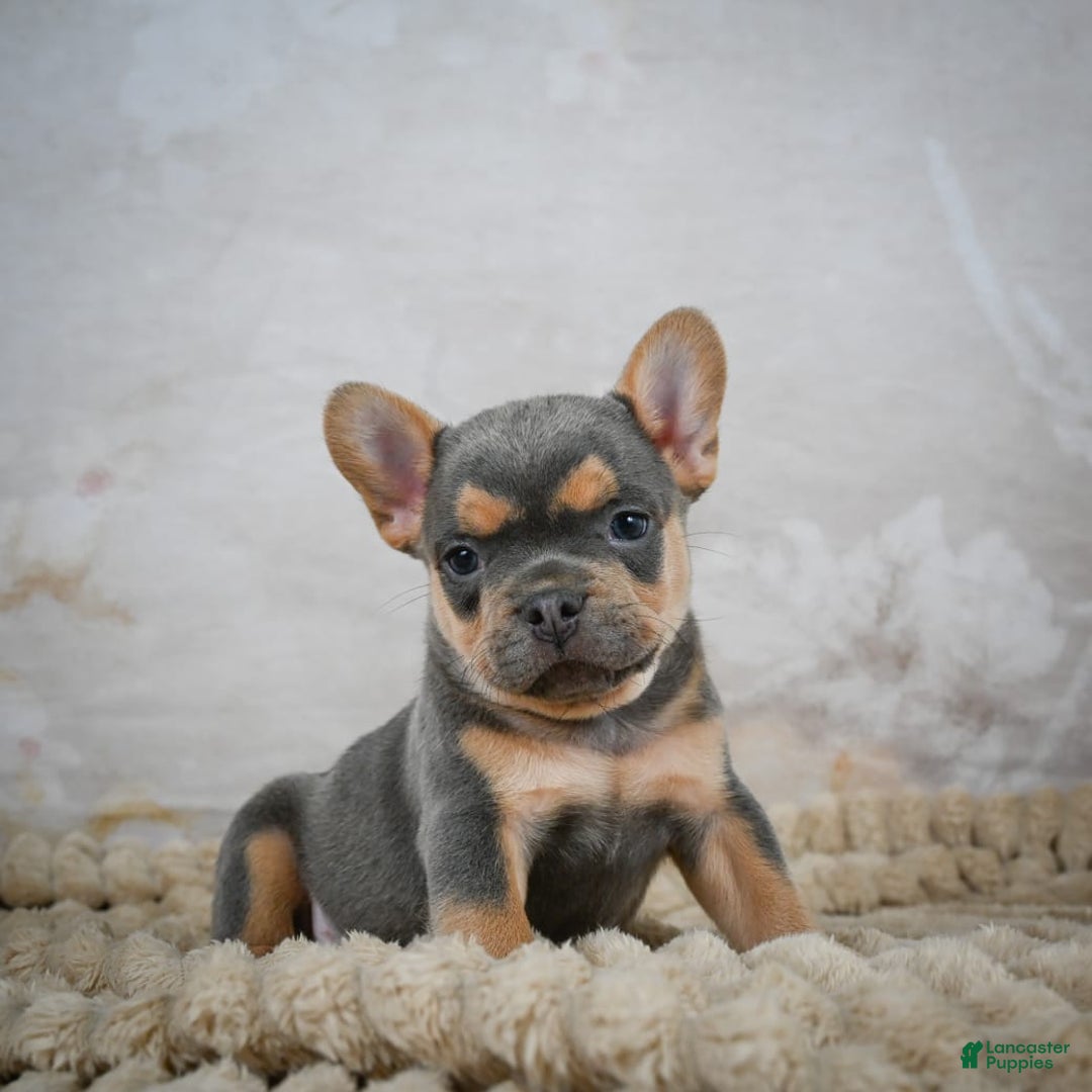 French Bulldog dogs for sale: Romeo - Image 5