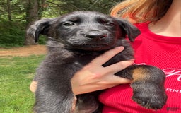German Shepherd dogs for sale: Flower - Image 3