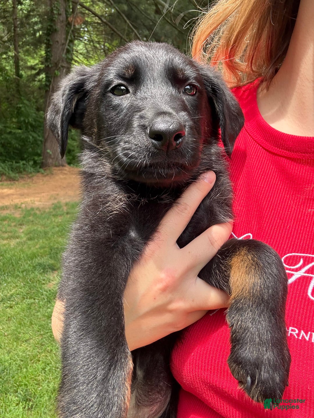 German Shepherd dogs for sale: Flower - Image 3