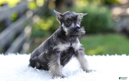 Miniature Schnauzer dogs for sale: Austin - Image 2