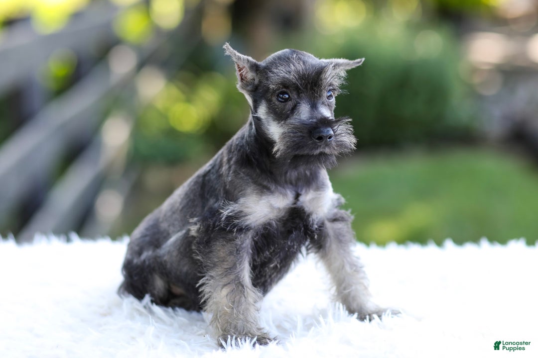 Miniature Schnauzer dogs for sale: Austin - Image 2