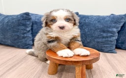 Mini Bernedoodle dogs for sale: Jack - Image 1