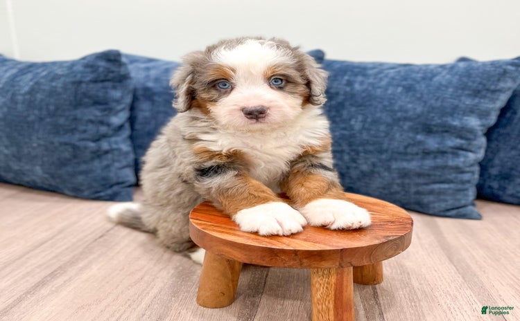 Mini Bernedoodle dogs for sale - Ad 2