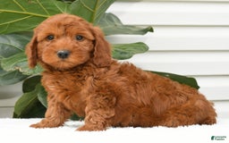 Mini Goldendoodle dogs for sale: Nicki - Image 16