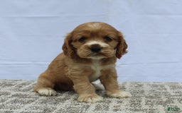 Cocker Spaniel dogs for sale: Summer - Image 4