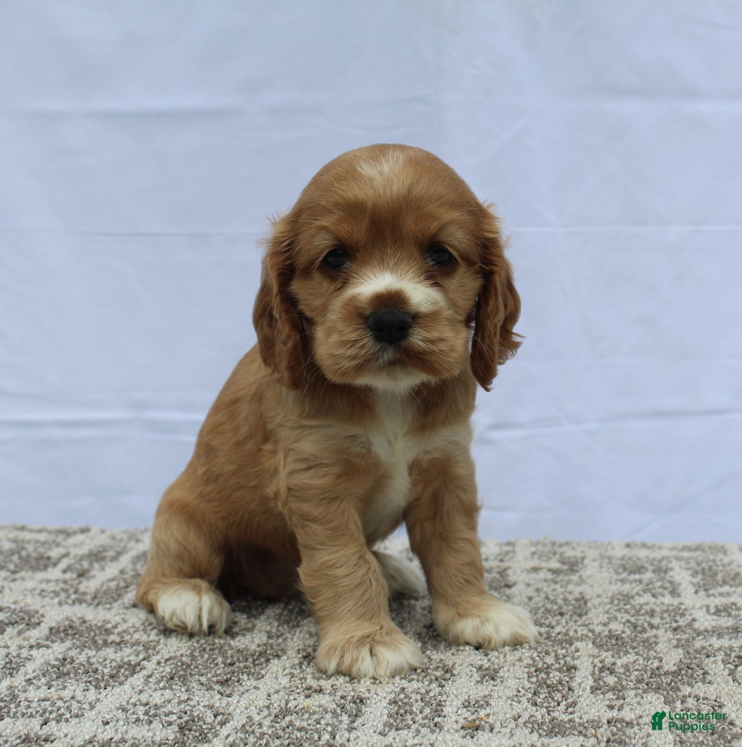 Cocker Spaniel dogs for sale: Summer - Image 4