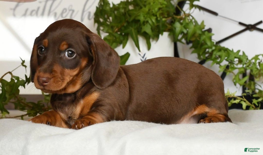 Miniature Dachshund dogs for sale: Heidi - Image 5