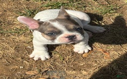 French Bulldog dogs for sale: Rebel - Image 4
