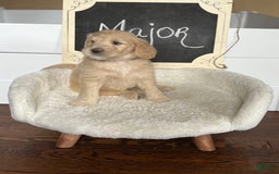Goldendoodle dogs for sale: Major - Image 3