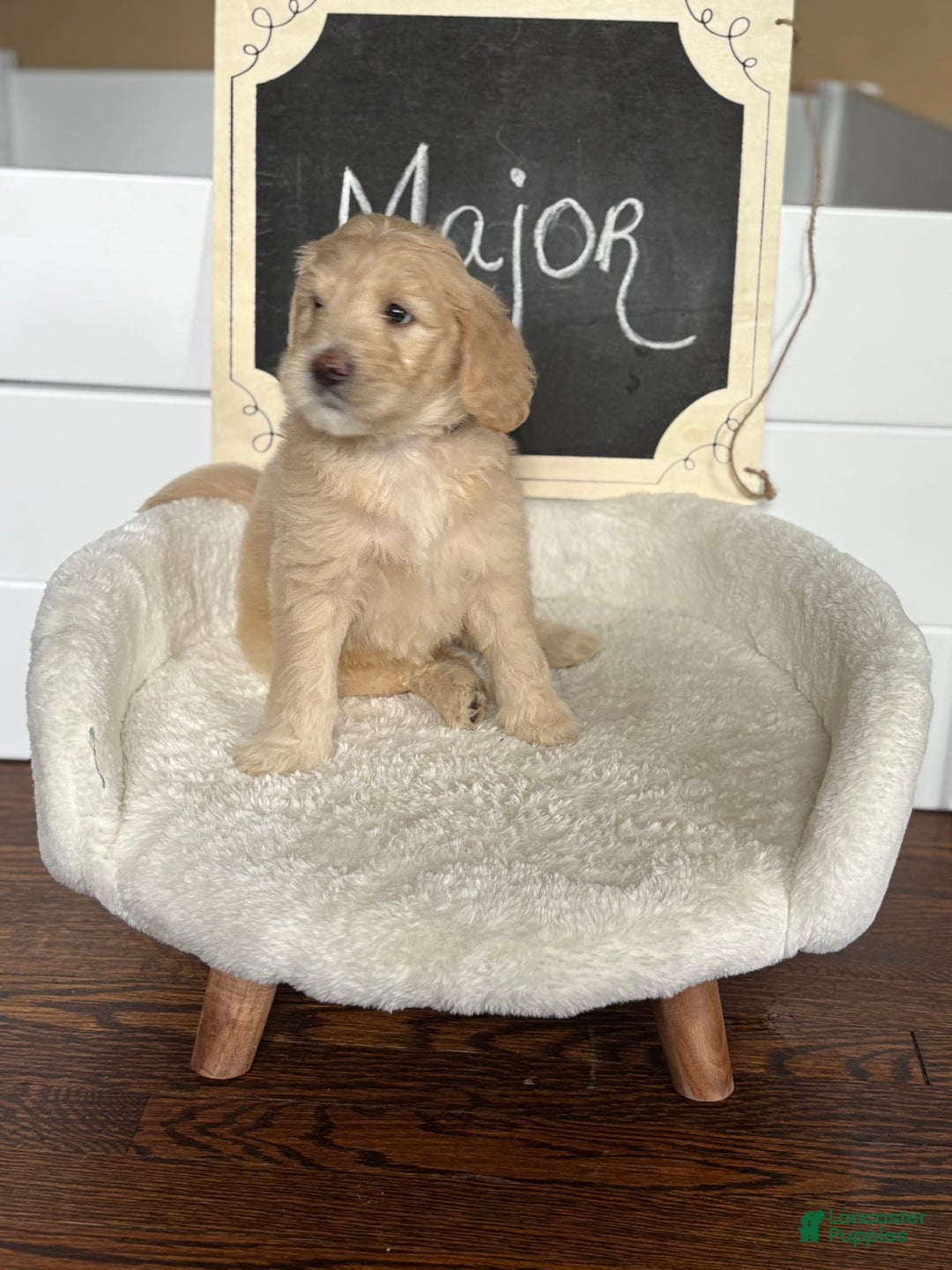 Goldendoodle dogs for sale: Major - Image 3