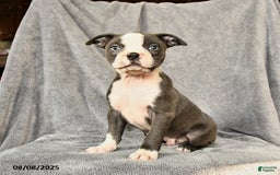 Boston Terrier dogs for sale: Milo - Image 1