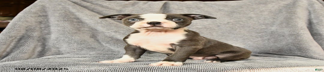 Milo
